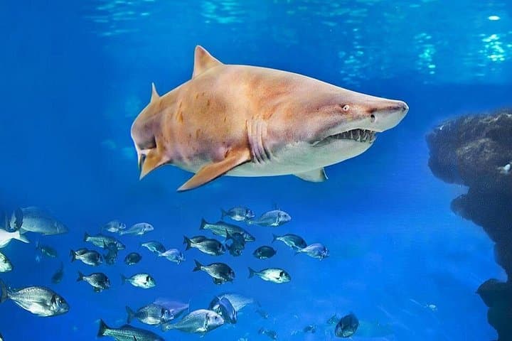 Biglietto per il Palma Aquarium — foto 5