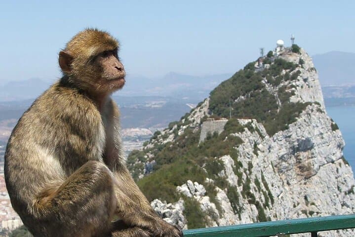 Visite guidée de Gibraltar avec les Grottes de Saint Michel depuis la Costa del Sol — photo 4