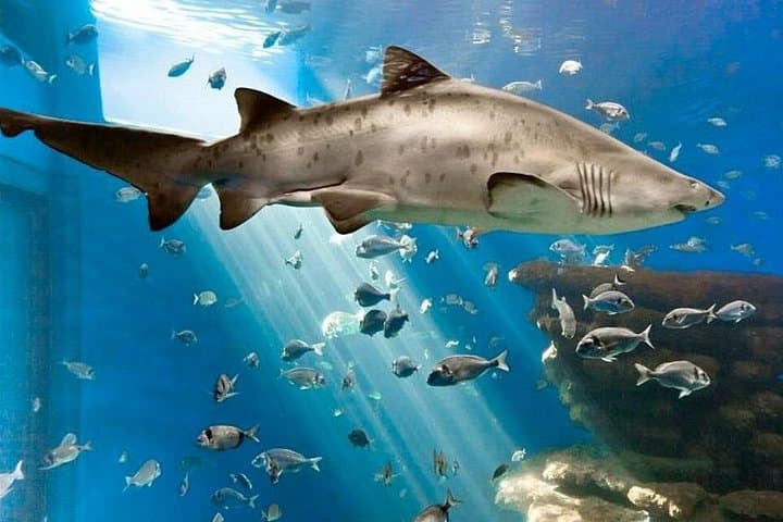 Biglietto per il Palma Aquarium — foto 2