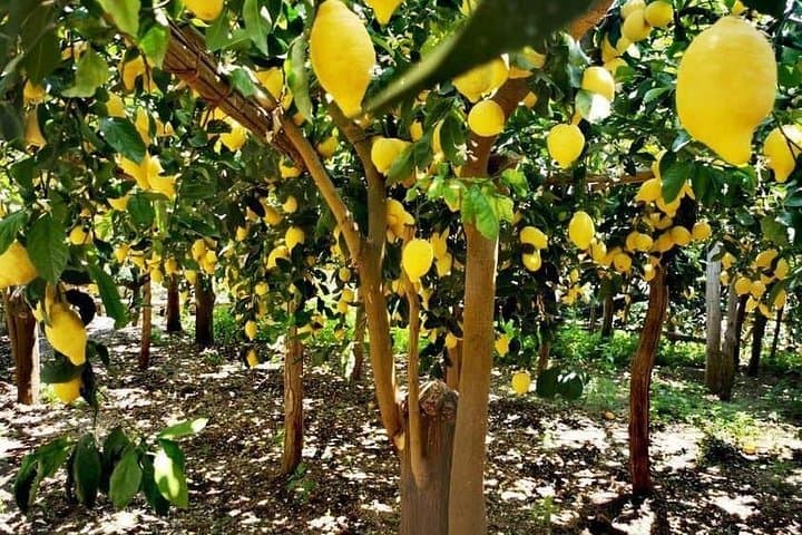Tour del Sentiero dei Limoni con Degustazione a Maiori, Costiera Amalfitana — foto 3