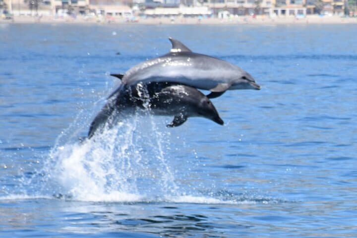 Excursion en bateau pour observer les dauphins depuis Benalmadena — photo 3