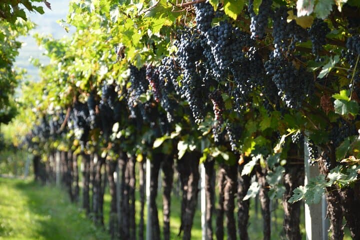 Pagus Wine Tours® - Zwei Amarone-Weingüter - Halbtägige Weinprobe — Foto 2