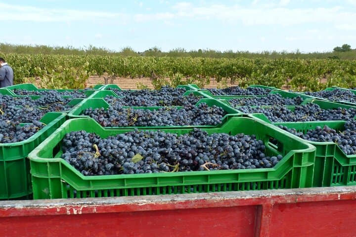 Pago Vineyards & Premium Wines 1/2 Tag Requena - Privat — Foto 3