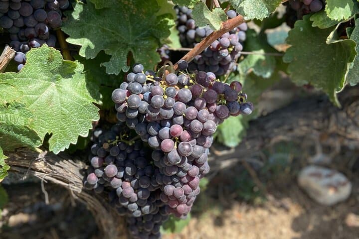 Visite en e-bike du vignoble bio de Nice — photo 1