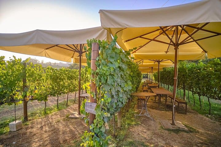Tour di Vigna con Degustazione e Cena in Chianti — foto 5