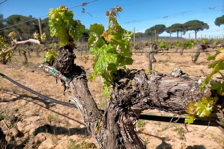 Ribera del Duero Wein Tour von Madrid mit 3 Weingütern & Mittagessen — Foto 2