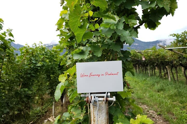 Tour di Degustazione Vini Barolo & Langhe da Torino — foto 4