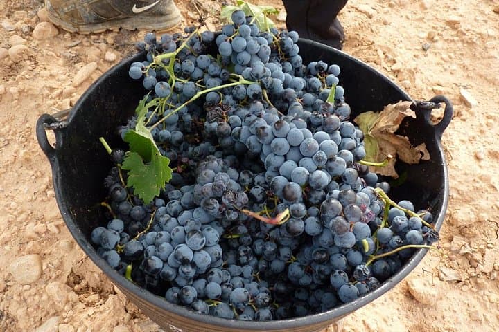 Journée complète de dégustations premium dans les caves de Requena — photo 5