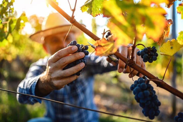 Tour Privato del Patrimonio UNESCO e Delizie del Vino da Bordeaux