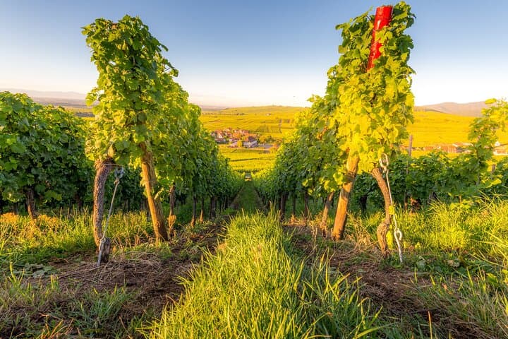 Tour Privado de un Día Completo del Patrimonio del Vino desde Estrasburgo — foto 4