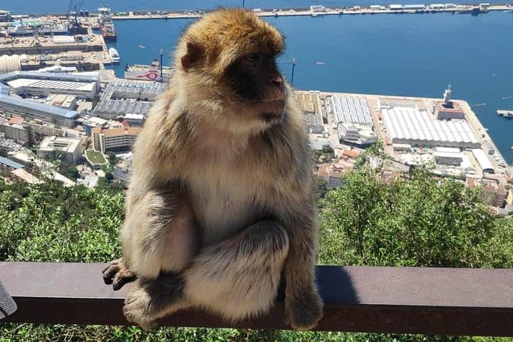 Private Tagestour nach Gibraltar und Tanger, Marokko von Malaga — Foto 3