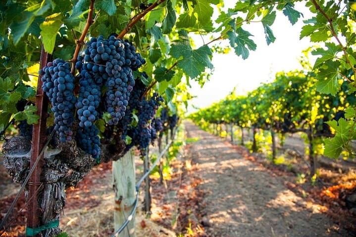 Visite Privée des Vins de Valpolicella depuis Vérone — photo 5