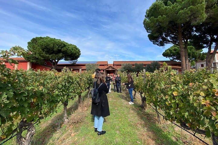 Ribera del Duero Wein Tour von Madrid mit 3 Weingütern & Mittagessen