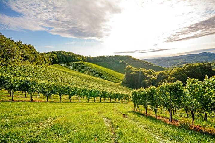 Ganztägige private Weinreise im Rhône-Tal ab Lyon