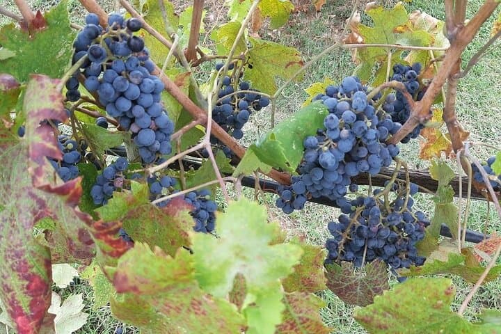 Transfer von Pisa nach Siena mit Weinprobe in San Gimignano — Foto 4