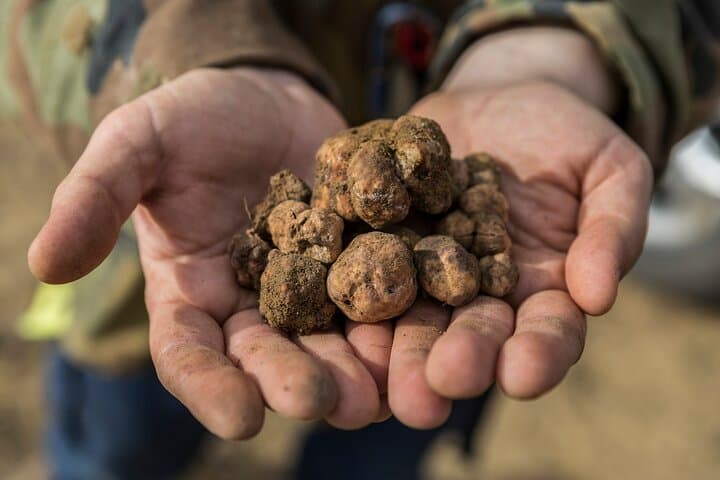 Caza de Trufas con Almuerzo y Cata de Chianti desde Pisa — foto 2