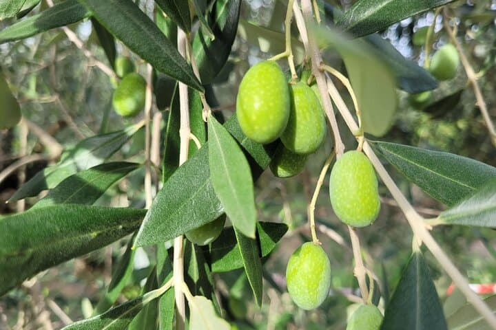 Tour in E-Bike delle Colline di Firenze di 2,5 Ore con Degustazione di Olio d'Oliva — foto 2