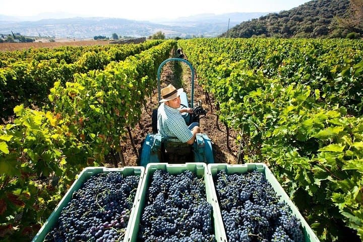 Valpolicella Wein- und Olivenölverkostung mit Mittagessen ab Verona