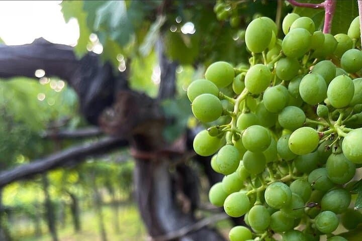 Tour vintage della Costiera Amalfitana con degustazioni di formaggi e vini — foto 5