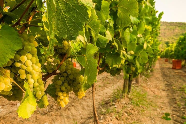 Ganztägiger Ausflug in die Franciacorta: 2 Weingüter und Mittagessen ab Mailand — Foto 3