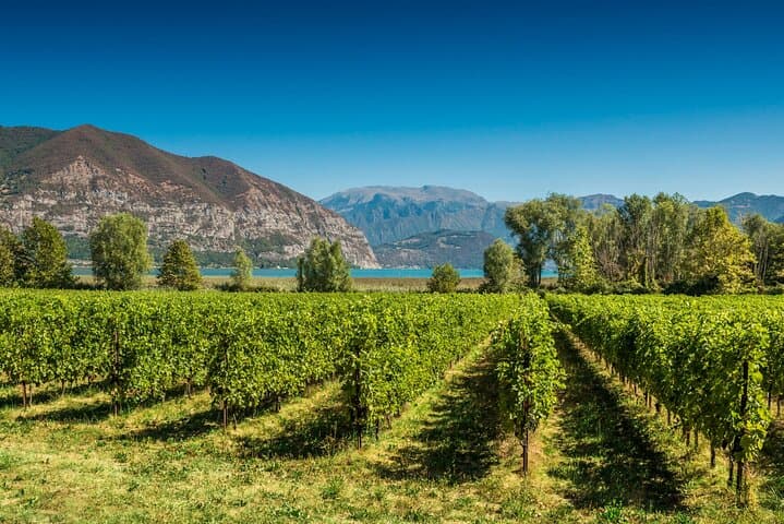 Ganztägiger Ausflug in die Franciacorta: 2 Weingüter und Mittagessen ab Mailand