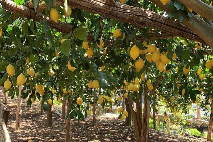 Tour privato con degustazione al Sentiero dei Limoni — foto 5
