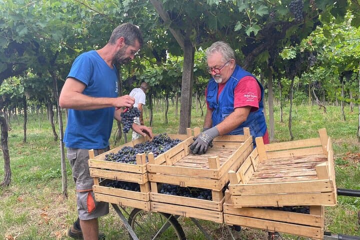 Amarone-Wein-Erlebnis in Valpolicella