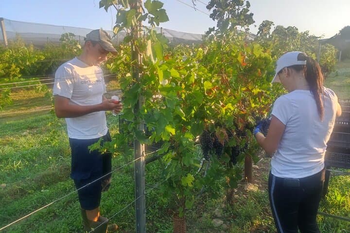 Amarone-Wein-Erlebnis in Valpolicella — Foto 5