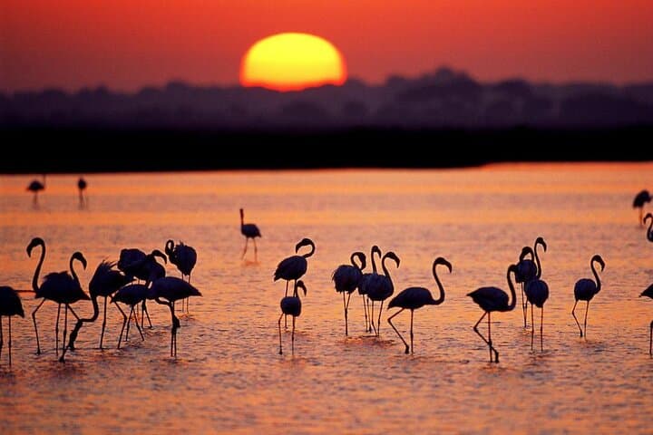 Visite en 4x4 de Doñana et El Rocío — photo 4
