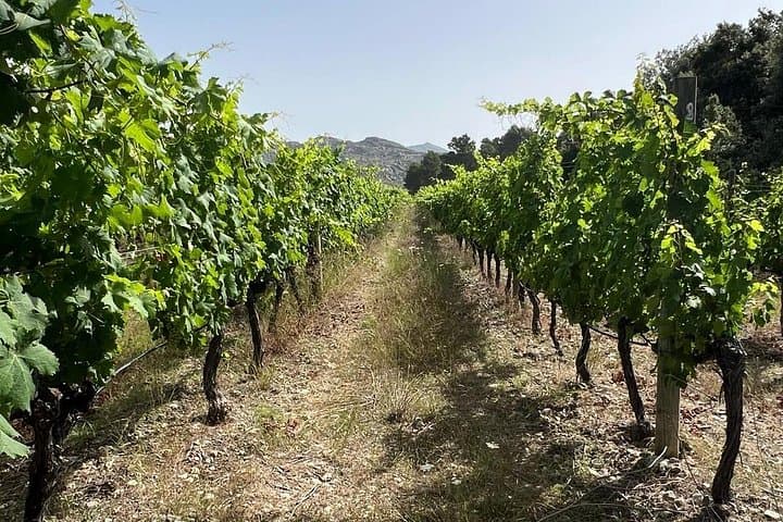 Excursion Privée d'une Journée Complète dans 3 Vignobles à Majorque — photo 3