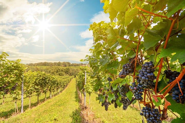 Privater Wein Tour Grape Escape Rheintal von Frankfurt — Foto 5