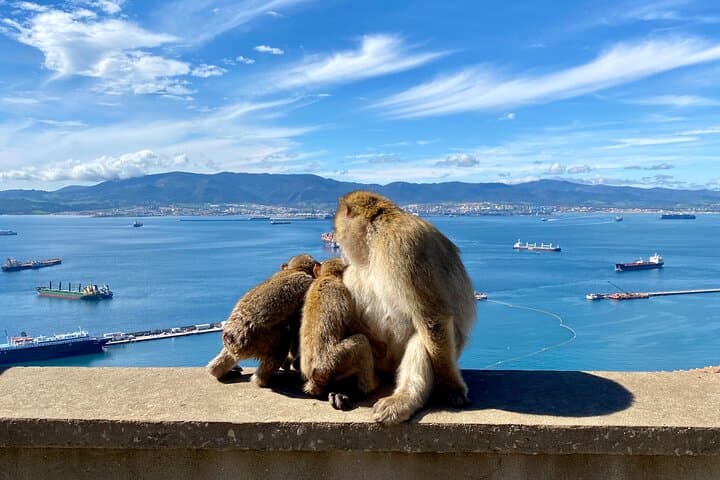 Excursión de un día a Gibraltar desde Granada — foto 3