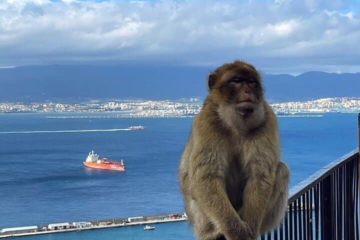 Privater Tagesausflug nach Gibraltar von Malaga — Foto 2