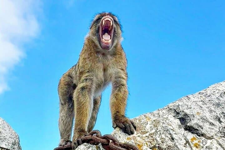 Privater Tagesausflug nach Gibraltar von Malaga — Foto 4