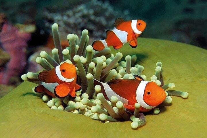 Palma Aquarium con Trasferimento