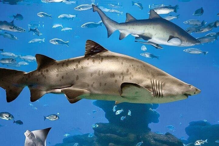 Palma Aquarium con Trasferimento — foto 2