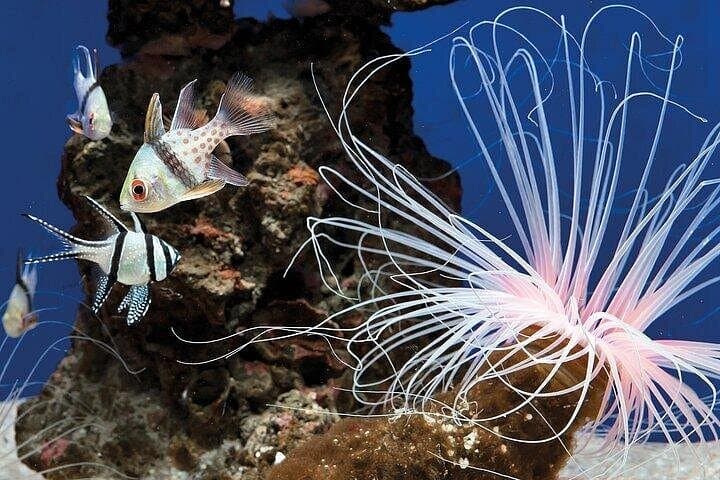 Palma Aquarium con Trasferimento — foto 3