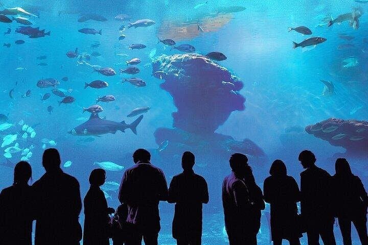 Palma Aquarium con Trasferimento — foto 4
