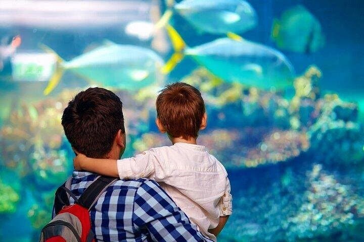 Palma Aquarium con Trasferimento — foto 5