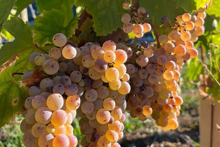 Percorso del vino in Savoia da Lione — foto 5