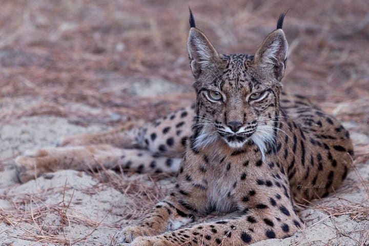 Tour del Parco Nazionale di Doñana con Focus sul Gatto Selvatico Iberico
