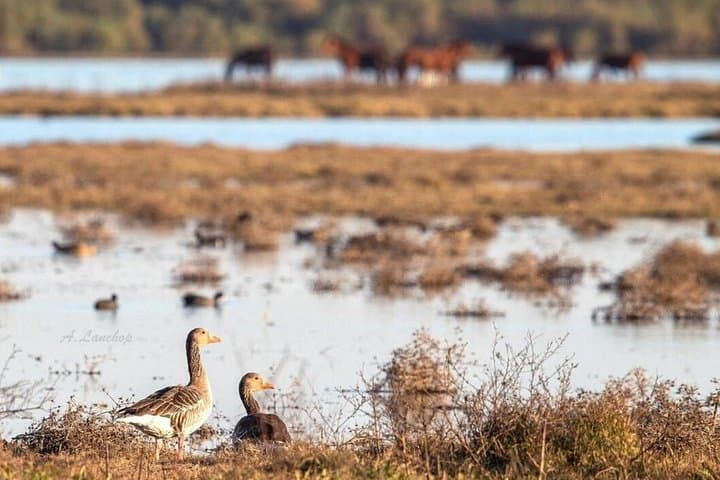 Tour del Parco Nazionale di Doñana con Focus sul Gatto Selvatico Iberico — foto 2