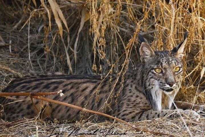 Tour del Parco Nazionale di Doñana con Focus sul Gatto Selvatico Iberico — foto 5