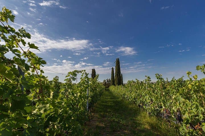 Weinprobe und Besichtigung in Valpolicella — Foto 3