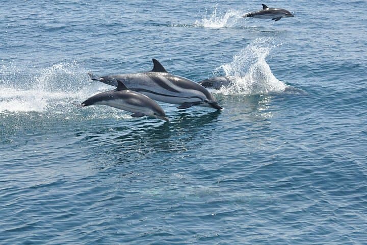 Gibraltar und Delfinbeobachtungsausflug von Malaga