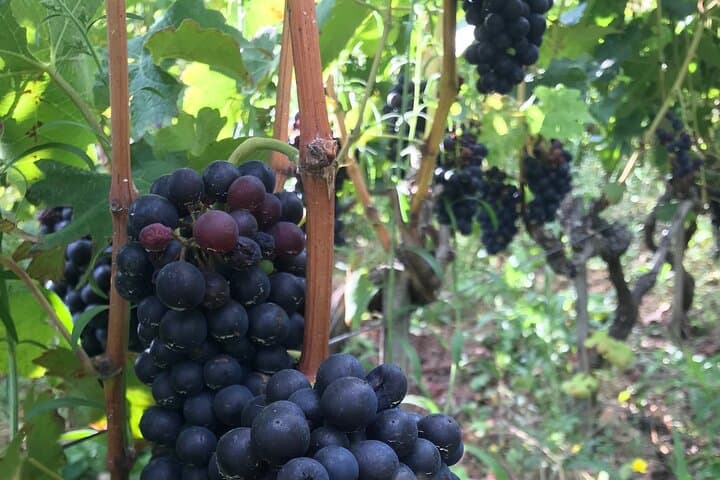 Besuch und Aperitif der Hügel zwischen Côte Rôtie und Condrieu — Foto 4