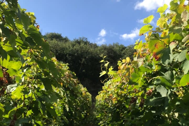 Besuch und Aperitif der Hügel zwischen Côte Rôtie und Condrieu — Foto 5