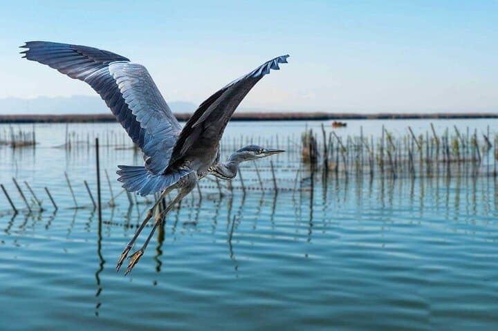 Tour in barca al tramonto nel Parco Naturale dell'Albufera da Valencia — foto 2