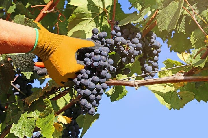Private Wein Tour in der Pfalz — Foto 5
