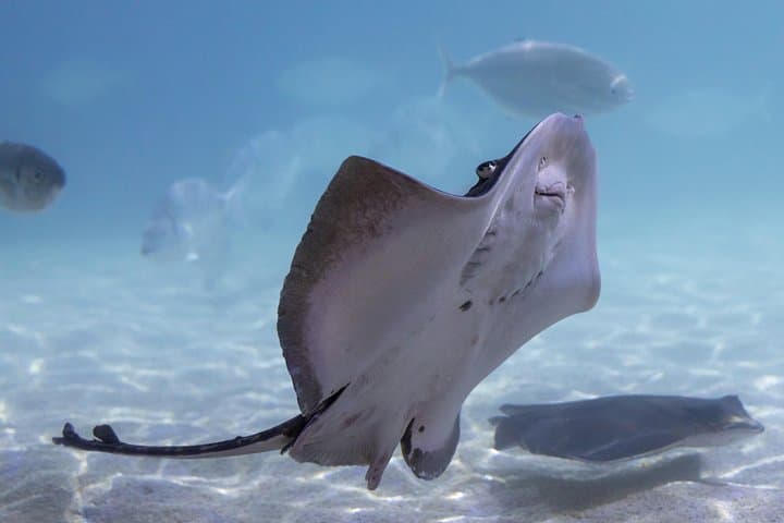 Biglietto d'ingresso SEA LIFE Benalmadena — foto 4